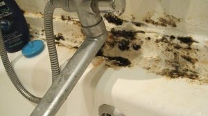 Как убрать черную плесень в ванной комнате?