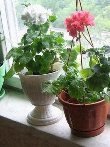 Неприхотливые комнатные растения: виды цветущих, цветы для кухни, какие выбрать, фото примеров, видео, где поставить