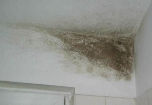 Плесень в ванной на потолке: как убрать, вывести, чем обработать, как бороться самостоятельно