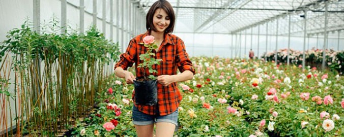 Выращивание роз в теплице на продажу - подробная информация!
