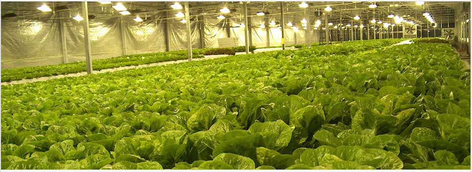 Выращивание салата в теплице зимой на продажу - подробная информация!