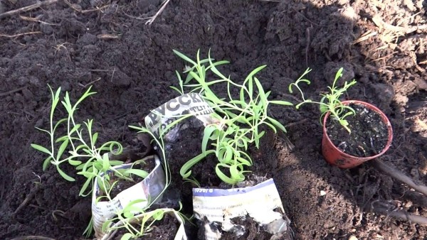 Гвоздика Гренадин – выращивание из семян своими руками