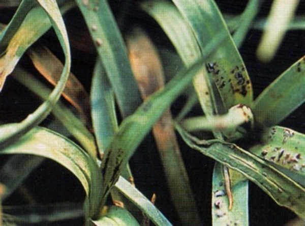 Гвоздика Гренадин – выращивание из семян своими руками