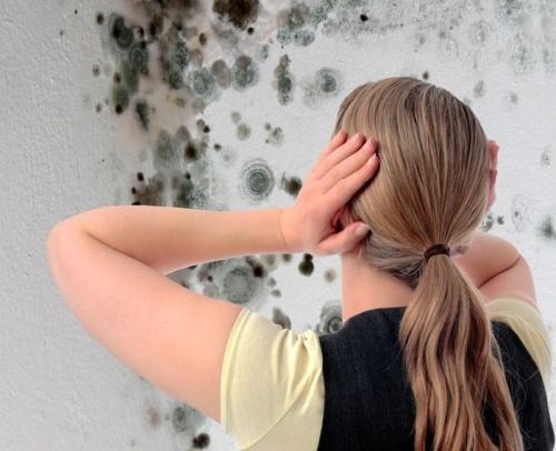 Как избавиться от сырости, плесени и грибка на стенах: эффективные способы
