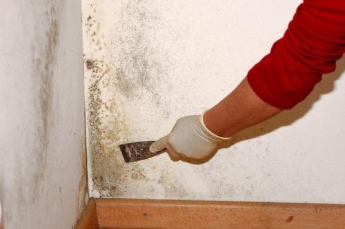 Как избавиться от сырости, плесени и грибка на стенах: эффективные способы