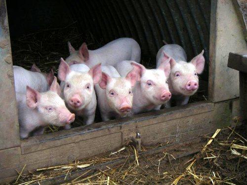 Как сделать сарай для свиней?