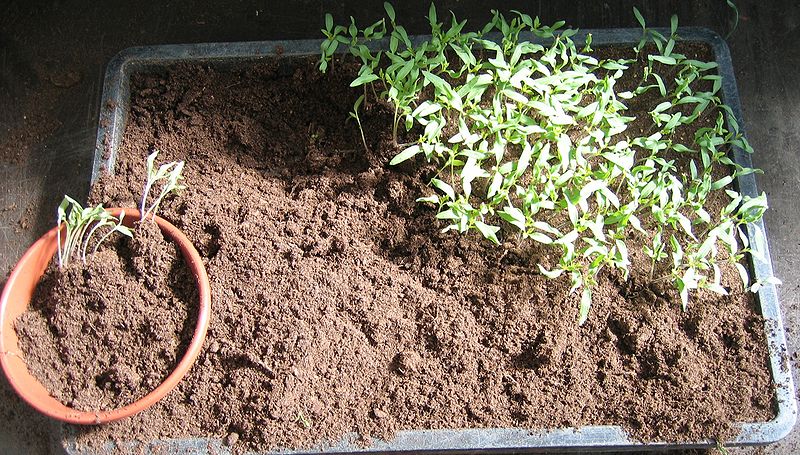 Как вырастить цветную капусту на огороде своими руками - пошаговая инструкция!