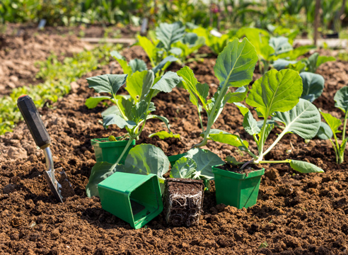 Как вырастить цветную капусту на огороде своими руками - пошаговая инструкция!