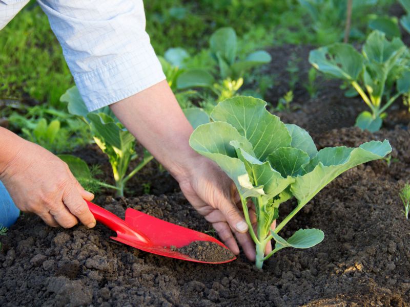 Как вырастить рассаду капусты в домашних условиях - правила выращивания и уход