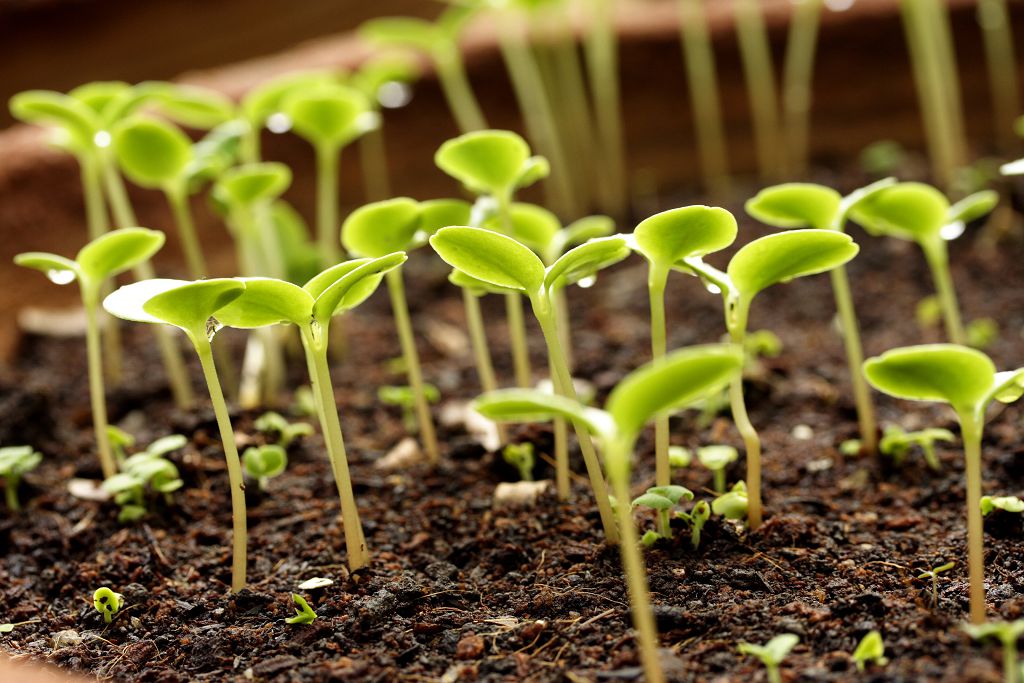Как вырастить рассаду капусты в домашних условиях - правила выращивания и уход