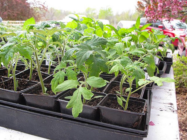 Когда нужно сеять помидоры на рассаду - сроки посева семя взависимости от сорта