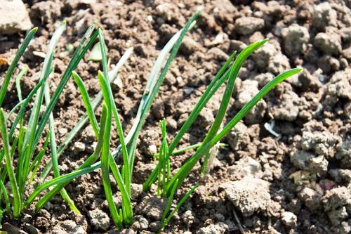 Лук Халцедон: выращивание из семян, высадка в грунт, уход
