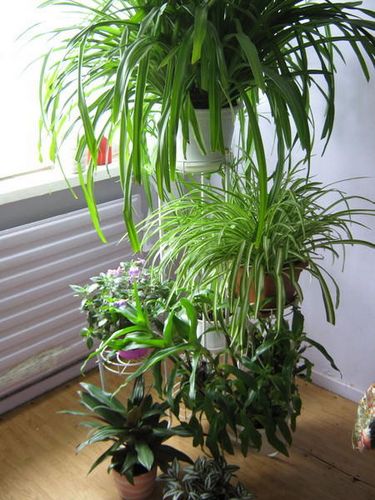 Неприхотливые комнатные растения: виды цветущих, цветы для кухни, какие выбрать, фото примеров, видео, где поставить