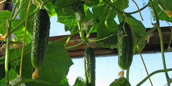 Огурцы на подоконнике: технология выращивания - подробная информация!