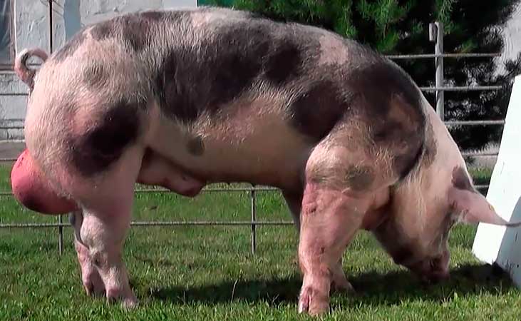 Порода свиней пьетрен - выращивание, содержание и уход!