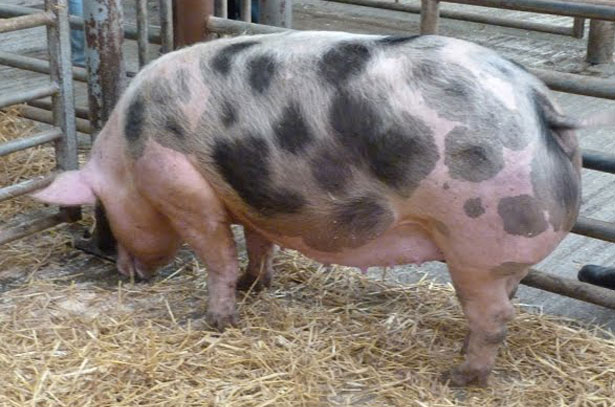Порода свиней пьетрен - выращивание, содержание и уход!