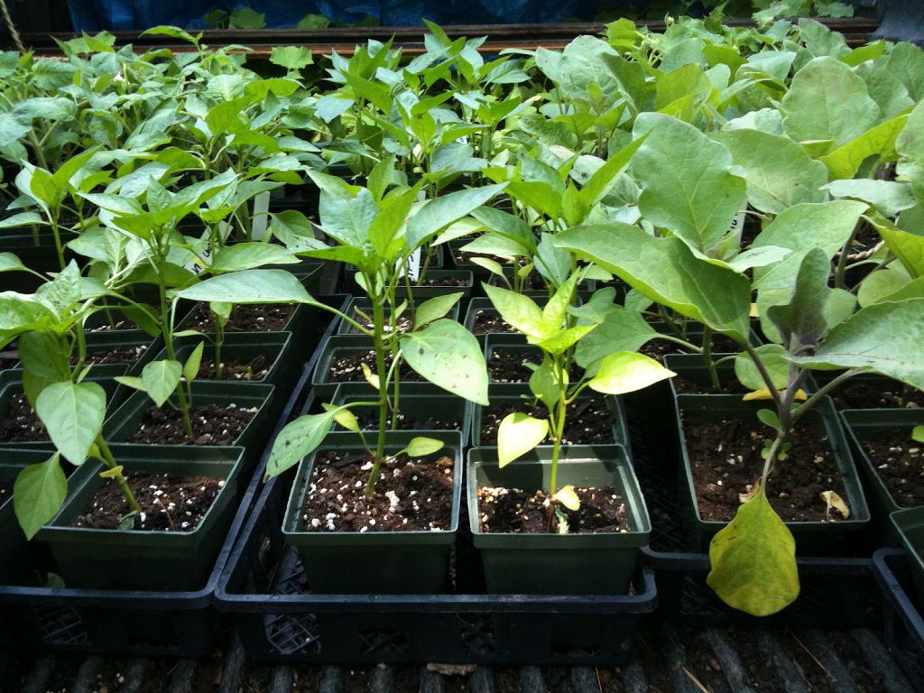 Посев семян перца и баклажан на рассаду - пошаговая инструкция