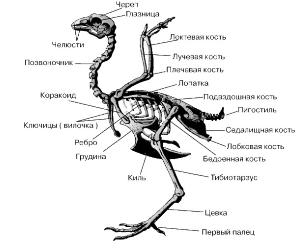 Сколько яиц несет курица несушка в месяц - подробная информация!