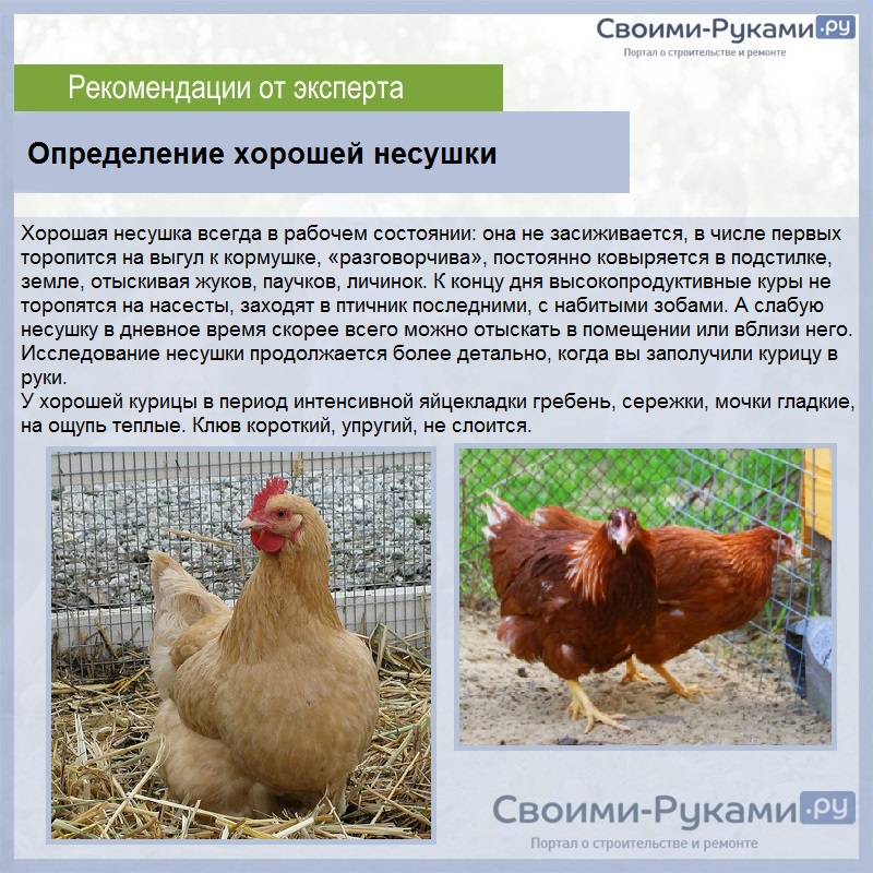 Сколько яиц несет курица несушка в месяц - подробная информация!