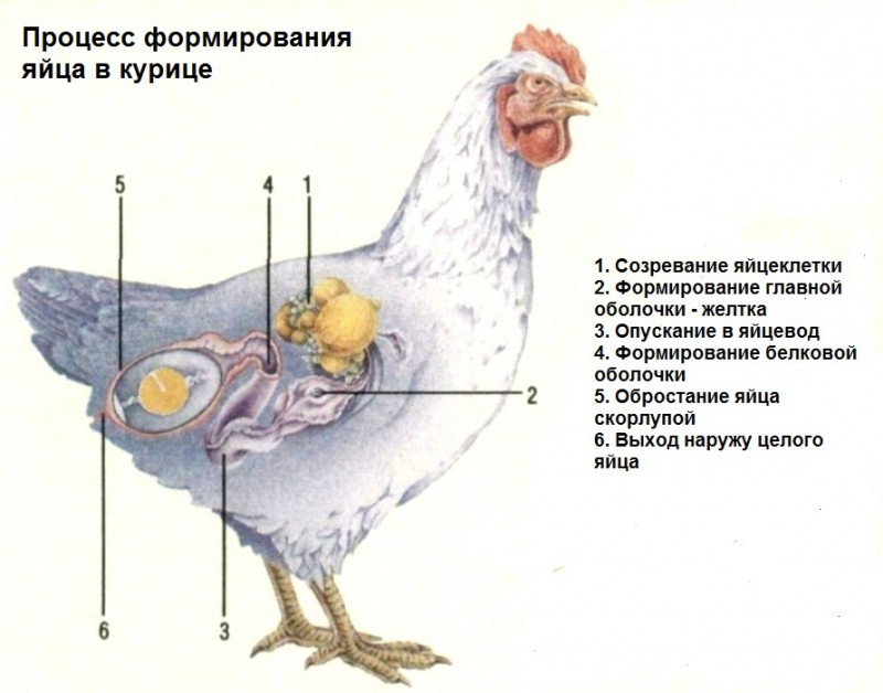 Сколько яиц несет курица несушка в месяц - подробная информация!