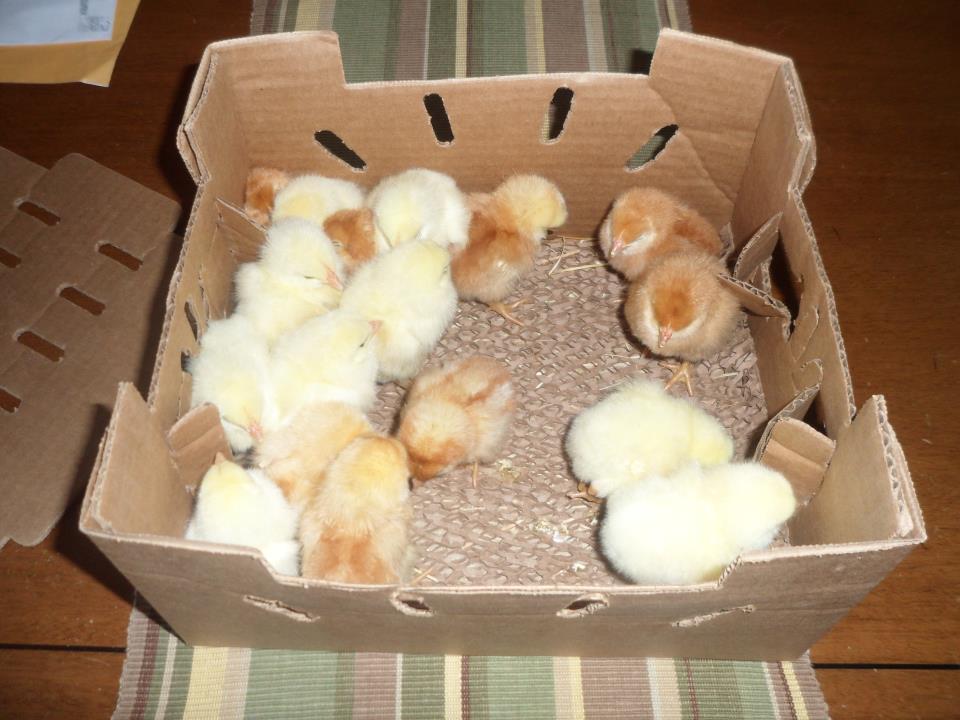 Выращивание цыплят в домашних условиях для начинающих - подробный курс!