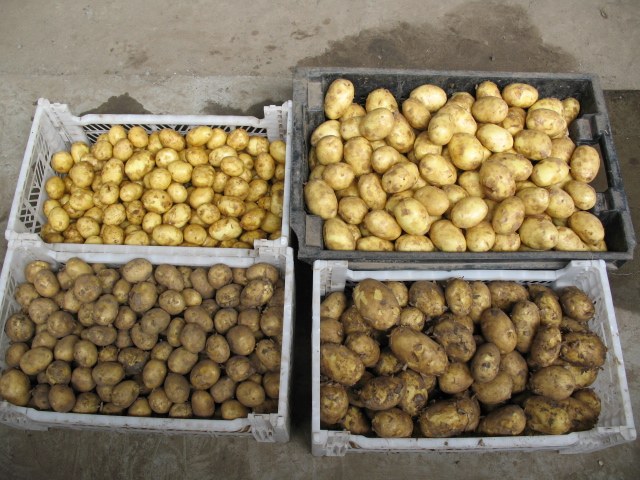 Выращивание картофеля в соломе - 3 лучших метода!