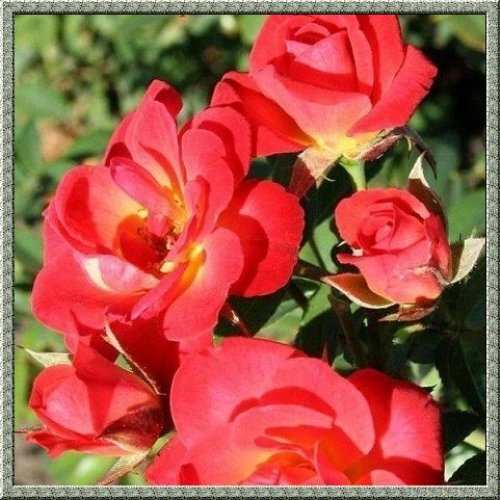Выращивание роз в теплице на продажу - подробная информация!