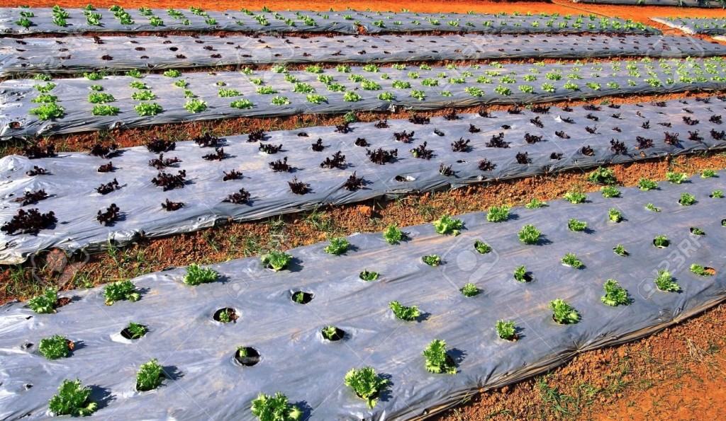 Выращивание салата в теплице зимой на продажу - подробная информация!