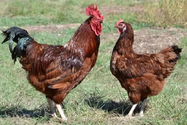 Петух и курица породы Род-Айленд