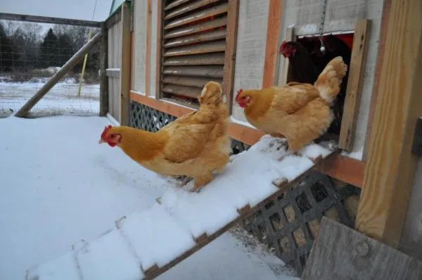 В зимнее время куриц можно выпускать на прогулку, но при температуре не ниже -5-6 градусов