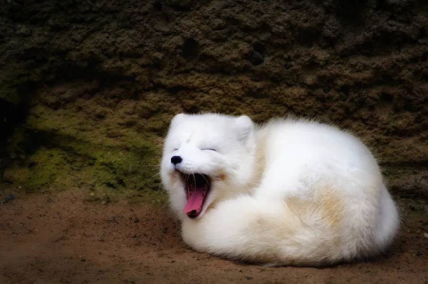 Песец или полярная лисица-5