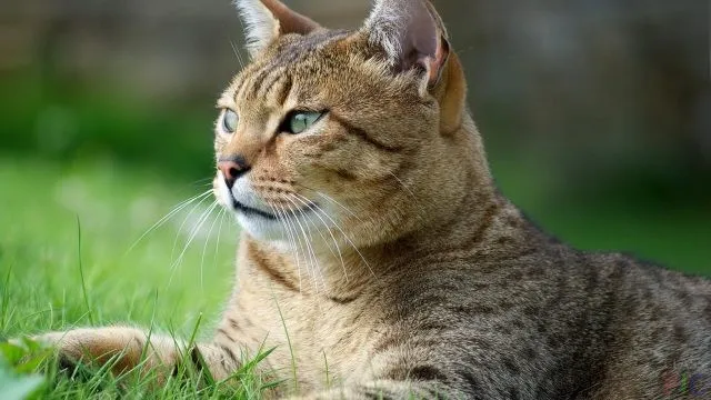 Египетская кошка (28 фото)