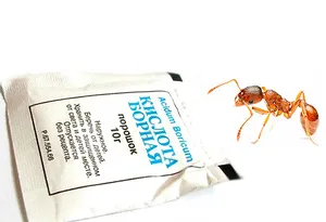 Борная кислота - самое популярное средство против муравьев.