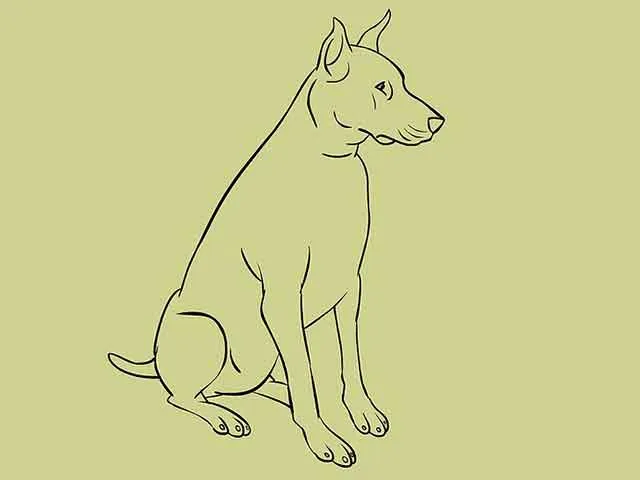 Как нарисовать собаку - Сотрите все вспомогательные линии и эскизы