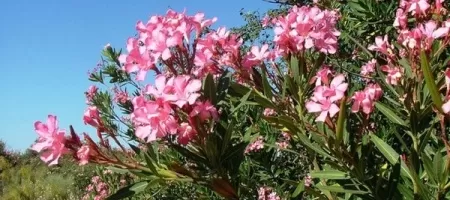 Олеандр обыкновенный — благоухающий кустарник для вашего сада