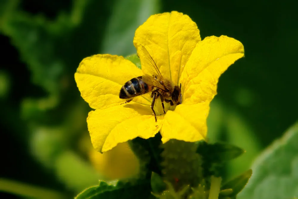 Пчелоопыляемые сорта сажают в парники с системой проветривания