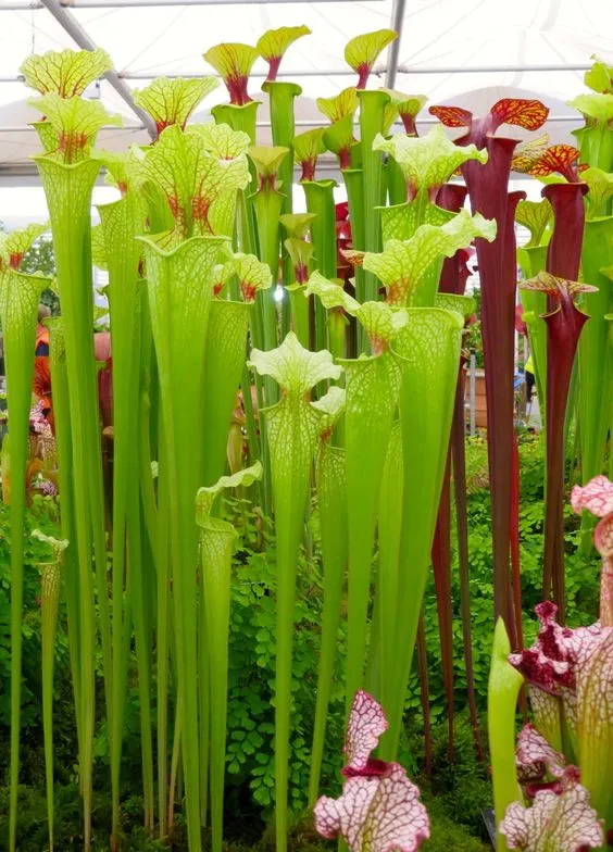 Зеленые цветы (240+фото): каталог с названиями самых красивых растений