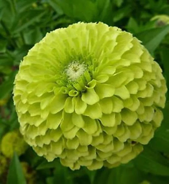 Зеленые цветы (240+фото): каталог с названиями самых красивых растений